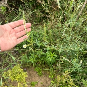 Melilotus albus at Pine Island to Point Hut - 17 Jan 2024