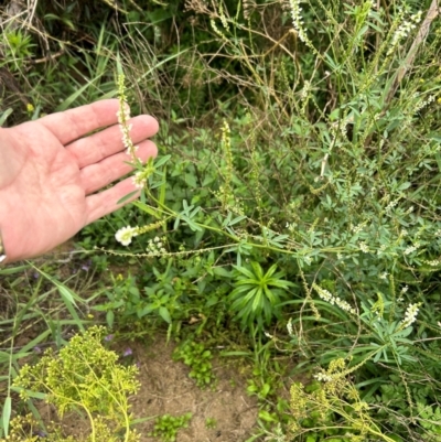 Melilotus albus (Bokhara) at Pine Island to Point Hut - 16 Jan 2024 by dwise