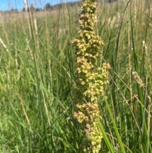 Rumex crispus at Jerangle, NSW - 28 Jan 2024 04:01 PM