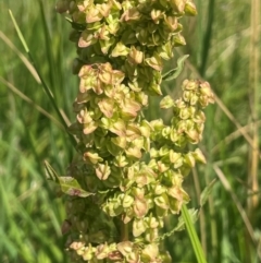 Rumex crispus at Jerangle, NSW - 28 Jan 2024