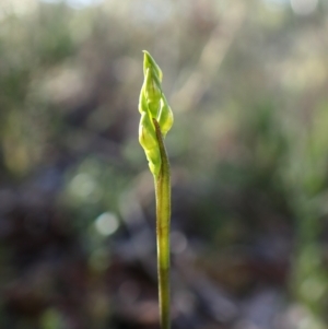 Corunastylis cornuta at Aranda Bushland - suppressed