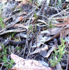 Corunastylis cornuta at Aranda Bushland - suppressed