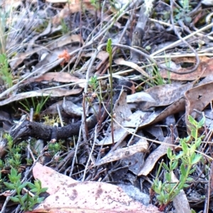 Corunastylis cornuta at Aranda Bushland - 28 Jan 2024