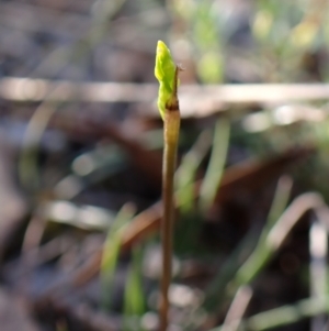 Corunastylis cornuta at Aranda Bushland - 28 Jan 2024