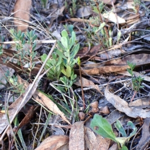 Corunastylis cornuta at Aranda Bushland - 28 Jan 2024