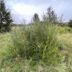 Salix sp. (A Willow) at Point Hut to Tharwa - 17 Jan 2024 by dwise