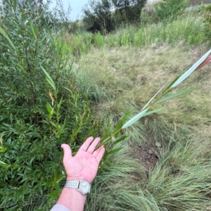 Salix sp. at Point Hut to Tharwa - 17 Jan 2024