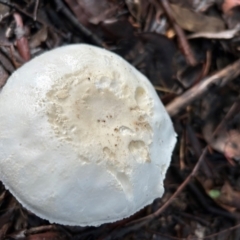 Unidentified Cap on a stem; gills below cap [mushrooms or mushroom-like] at Cook, ACT - 17 Jan 2024 by dwise