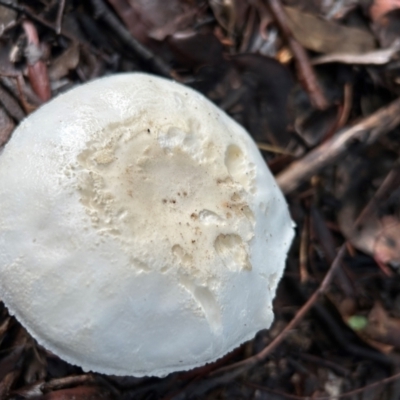 Agarics at Cook, ACT - 17 Jan 2024 by dwise