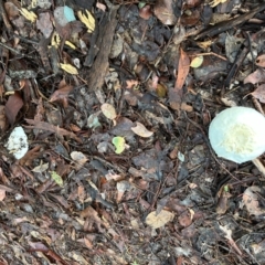 zz agaric (stem; gills white/cream) at Cook, ACT - 18 Jan 2024