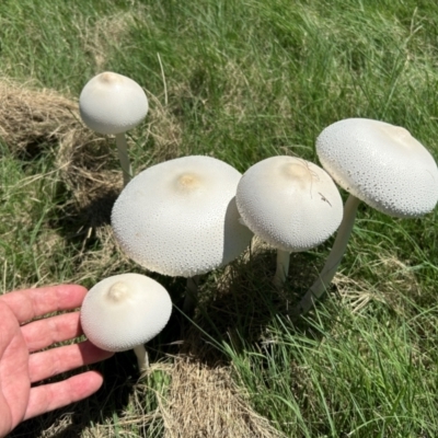 Macrolepiota dolichaula (Macrolepiota dolichaula) at Pine Island to Point Hut - 18 Jan 2024 by dwise