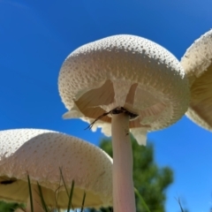 Macrolepiota dolichaula at Pine Island to Point Hut - 18 Jan 2024