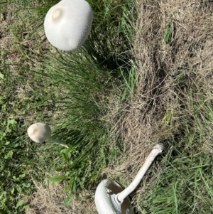 Macrolepiota dolichaula at Pine Island to Point Hut - 18 Jan 2024