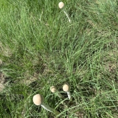 Macrolepiota dolichaula at Pine Island to Point Hut - 18 Jan 2024 02:22 PM