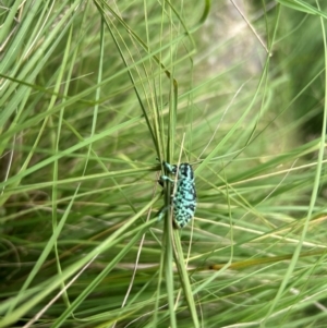 Chrysolopus spectabilis at Kambah Pool - 20 Jan 2024