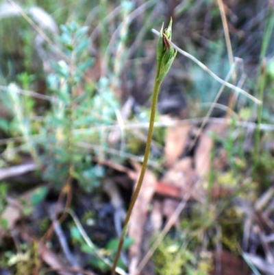Speculantha rubescens (Blushing Tiny Greenhood) at Aranda Bushland - 27 Jan 2024 by CathB