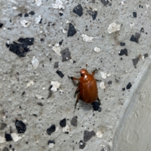 Anoplognathus sp. (genus) at Cotter Reserve - 21 Jan 2024