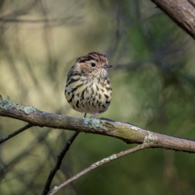 Pyrrholaemus sagittatus (Speckled Warbler) at Jindalee National Park - 28 Jan 2024 by trevsci