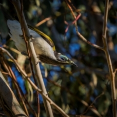 Entomyzon cyanotis (Blue-faced Honeyeater) at Jindalee National Park - 28 Jan 2024 by trevsci