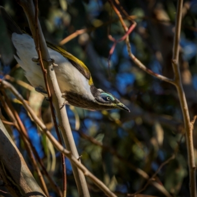 Entomyzon cyanotis (Blue-faced Honeyeater) at Jindalee National Park - 28 Jan 2024 by trevsci