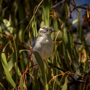 Melithreptus brevirostris at Jindalee National Park - 28 Jan 2024