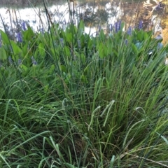 Pontederia cordata (Pickerel Weed) at Sullivans Creek, O'Connor - 28 Jan 2024 by dwise