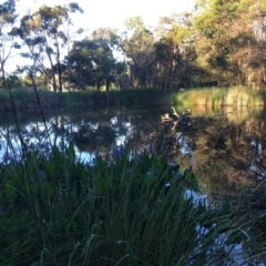 Pontederia cordata at Sullivans Creek, O'Connor - 28 Jan 2024 07:27 PM