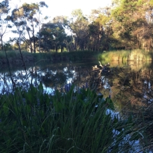 Pontederia cordata at Sullivans Creek, O'Connor - 28 Jan 2024 07:27 PM