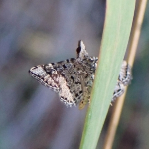 Metasia capnochroa at Aranda Bushland - 28 Jan 2024