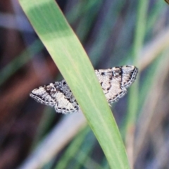 Metasia capnochroa at Aranda Bushland - 28 Jan 2024