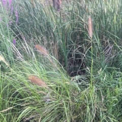 Unidentified Grass at Sullivans Creek, O'Connor - 28 Jan 2024 by dwise