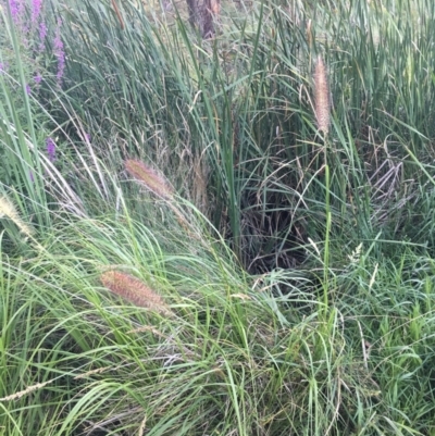 Cenchrus purpurascens (Swamp Foxtail) at Sullivans Creek, O'Connor - 28 Jan 2024 by dwise