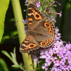 Junonia villida (Meadow Argus) at Downer, ACT - 29 Jan 2024 by RobertD