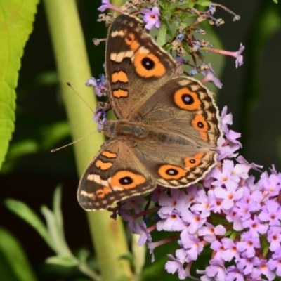 Junonia villida (Meadow Argus) at Downer, ACT - 29 Jan 2024 by RobertD