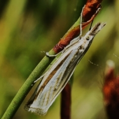 Hednota species near grammellus (Pyralid or snout moth) at Booth, ACT - 28 Jan 2024 by JohnBundock