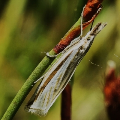 Hednota species near grammellus (Pyralid or snout moth) at Namadgi National Park - 28 Jan 2024 by JohnBundock