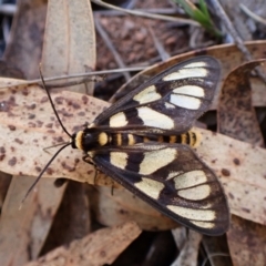 Amata (genus) (Handmaiden Moth) at Aranda, ACT - 27 Jan 2024 by CathB