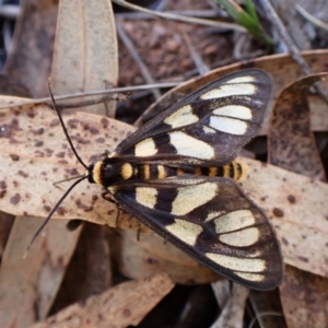 Amata (genus) at Aranda Bushland - 28 Jan 2024