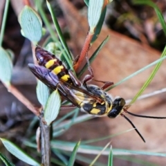 Thynninae (subfamily) (Smooth flower wasp) at Aranda Bushland - 28 Jan 2024 by CathB