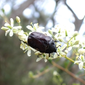 Bisallardiana gymnopleura at Aranda Bushland - 26 Jan 2024