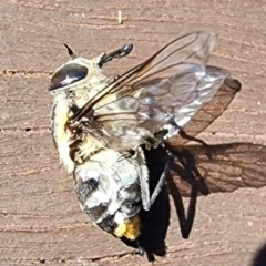 Scaptia sp. (genus) (March fly) at Gundaroo, NSW - 29 Jan 2024 by Gunyijan