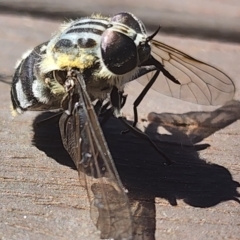 Scaptia sp. (genus) at Gundaroo, NSW - 29 Jan 2024