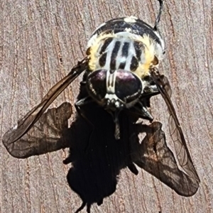 Scaptia sp. (genus) at Gundaroo, NSW - 29 Jan 2024