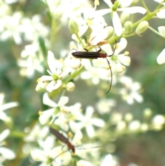 Syllitus microps at Aranda Bushland - 26 Jan 2024