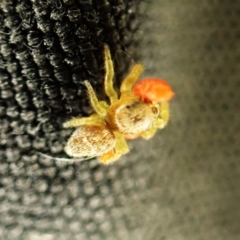 Salticidae (family) at Aranda, ACT - 27 Jan 2024 by CathB