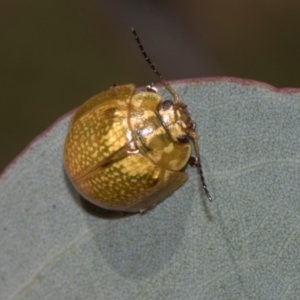 Paropsisterna cloelia at Higgins, ACT - 22 Jan 2024 12:17 PM