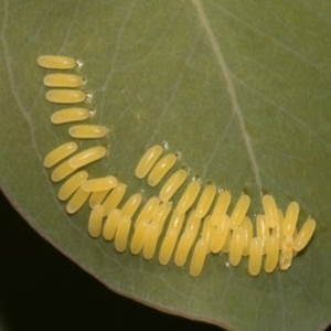 Paropsisterna cloelia at Higgins, ACT - 22 Jan 2024 12:17 PM