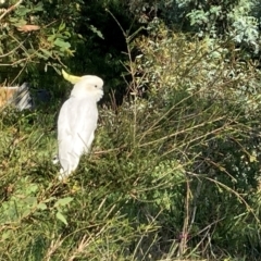 Cacatua galerita (Sulphur-crested Cockatoo) at Emu Creek Belconnen (ECB) - 29 Jan 2024 by JohnGiacon