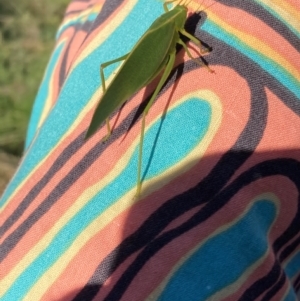 Caedicia simplex at Emu Creek Belconnen (ECB) - 28 Jan 2024 06:27 PM