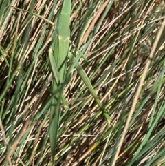 Acrida conica (Giant green slantface) at Tharwa, ACT - 28 Jan 2024 by JohnGiacon